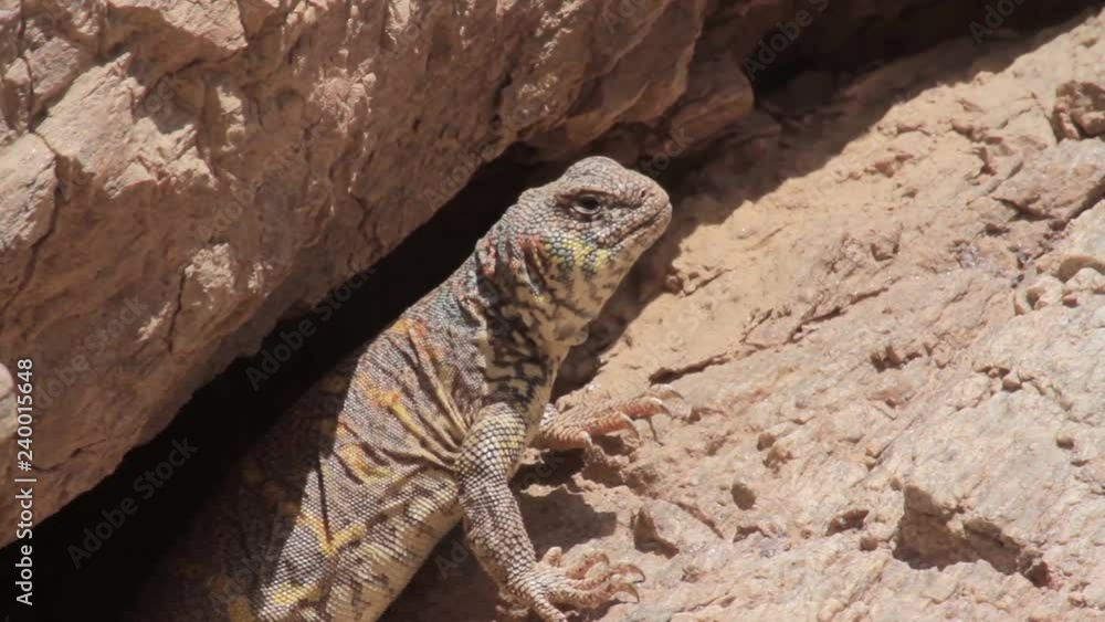 Ornate mastigure lizard in the rocky desert Ornate mastigure lizard in the rocky desert