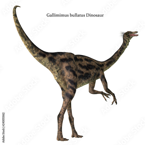 Gallimimus Dinosaur Tail with Font - Gallimimus was a omnivorous theropod dinosaur that lived in Mongolia during the Cretaceous Period.