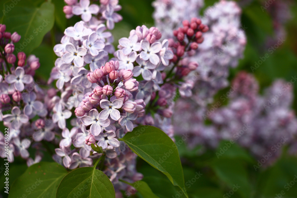 In large inflorescences of a lilac among not opened buds there are fresh gentle flowers with four petals. In large inflorescences of a lilac among not opened buds there are fresh gentle flowers with four petals.