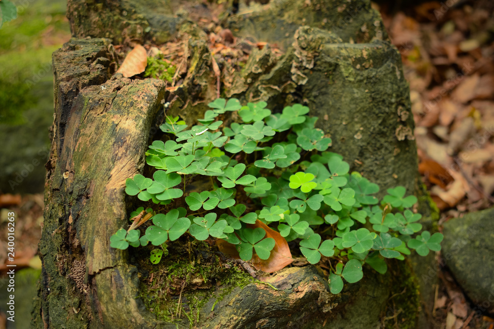 Small clover flowers in an old stump, in a forest, close-up. Small clover flowers in an old stump, in a forest, close-up.