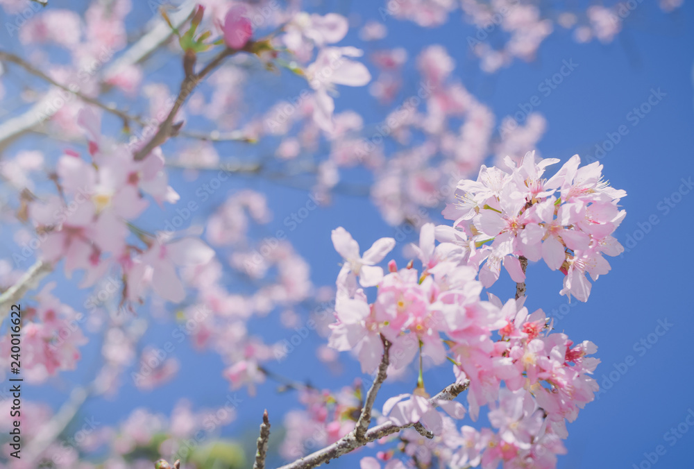 Pink blossoms on the branch with blue sky during spring blooming Branch with pink sakura blossoms and blue sky background. Pink blossoms on the branch with blue sky during spring blooming Branch with pink sakura blossoms and blue sky background.