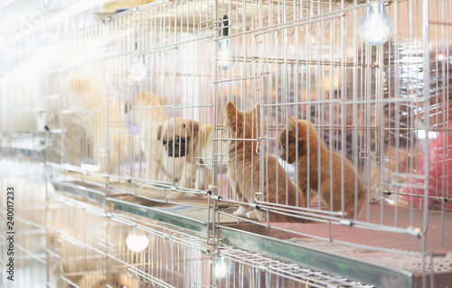 Puppy in a cage for selling in the pet market,People buying pets from pet store