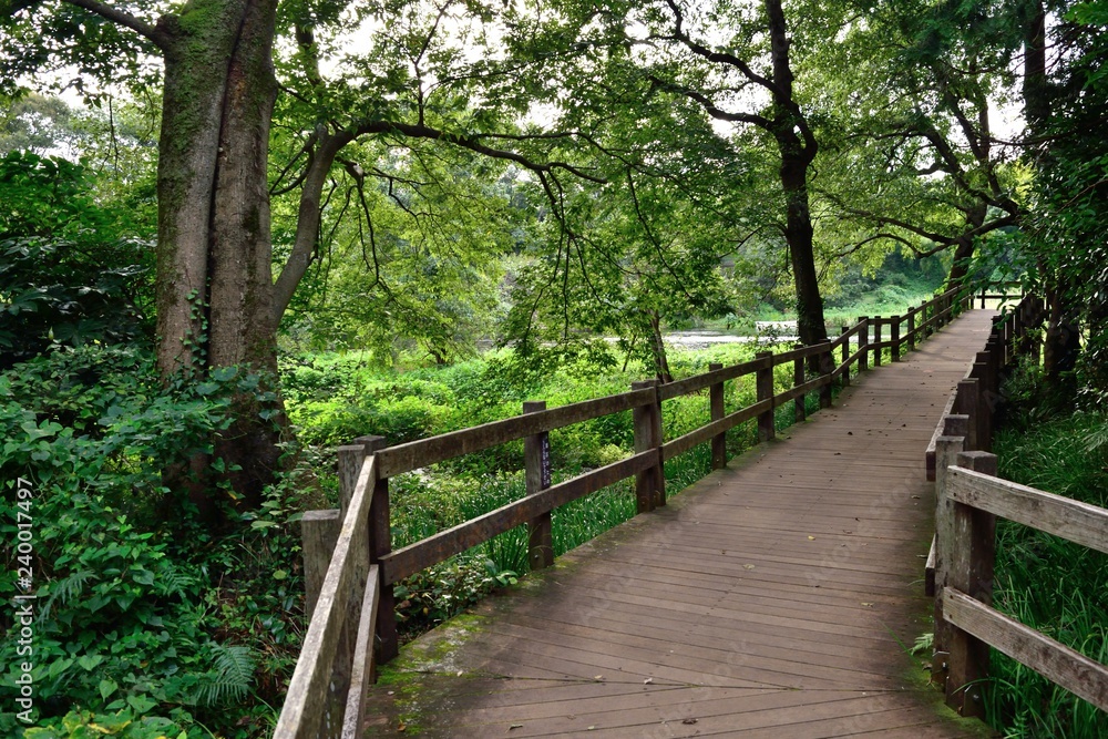 【静岡県駿東郡】柿田川公園 遊歩道