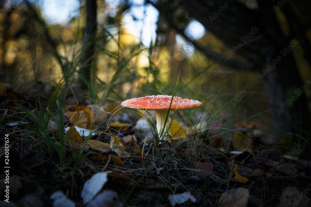 Poisonous Spotted Mushrooms in Magical Green Forest Poisonous Spotted Mushrooms in Magical Green Forest