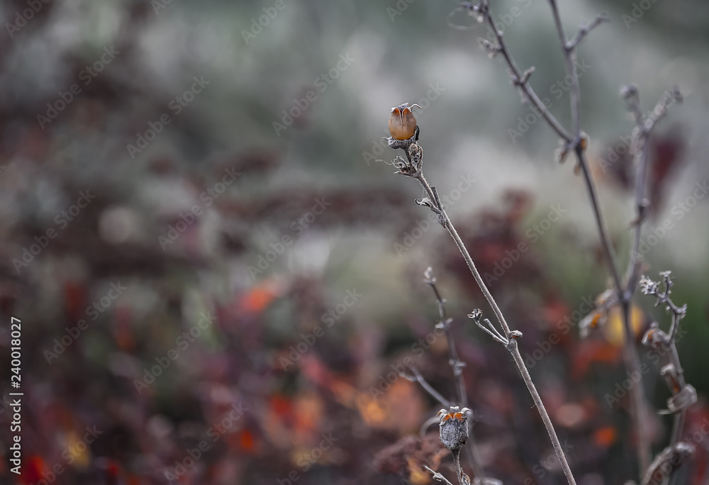 The grass in the morning sun as the background.