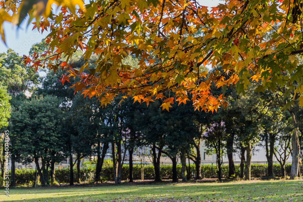 Fototapeta premium Maple branches in the morning sun as a background.