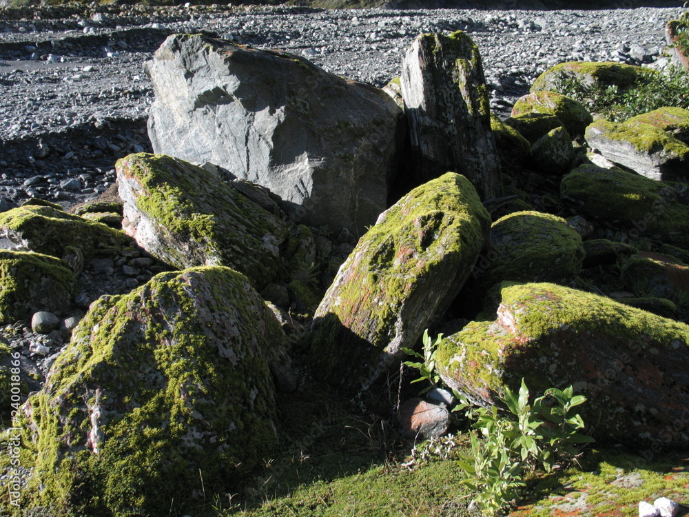 New Zealand. Nature in Franz Joseph Glacier. Oceania New Zealand. Nature in Franz Joseph Glacier. Oceania