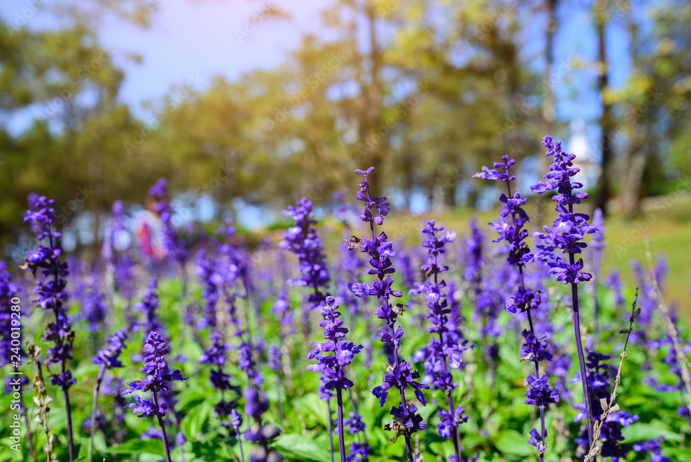 Obraz premium Blue Salvia with backdrop of the sunlight, Salvia farinacea Benth.