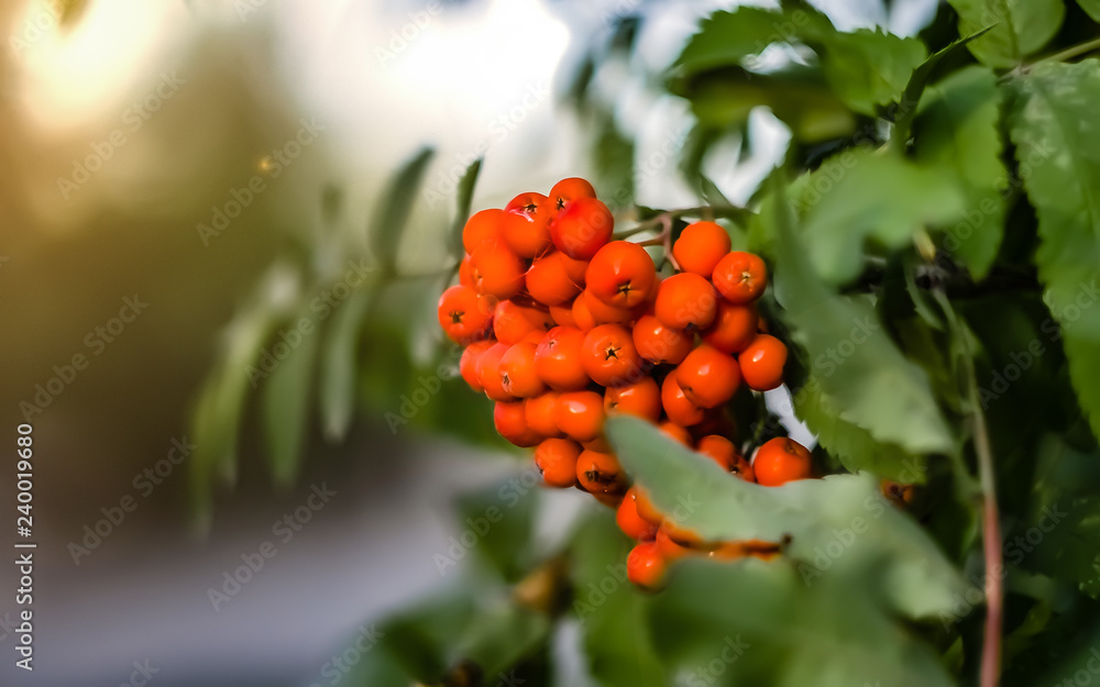 Rowan ripe on a green tree in the glare of light Rowan ripe on a green tree in the glare of light