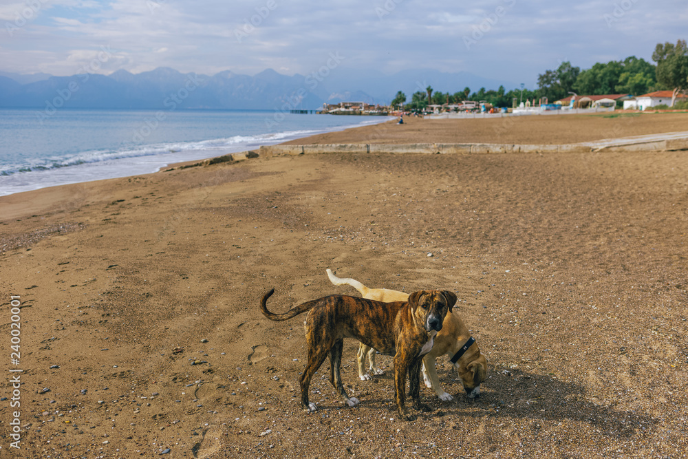 Calm not purebred big dogs playing at sunny summer sandy beach. Turkey. Horizontal color photography. Calm not purebred big dogs playing at sunny summer sandy beach. Turkey. Horizontal color photography.
