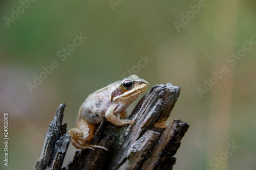 frog moor brown frogmoor sitting in a tree © andRiU
