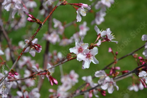cherry tree blossom © Alice