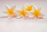 Plumeria flowers isolated on light pink background