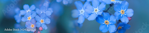 panorama spring background forget-me-not flowers