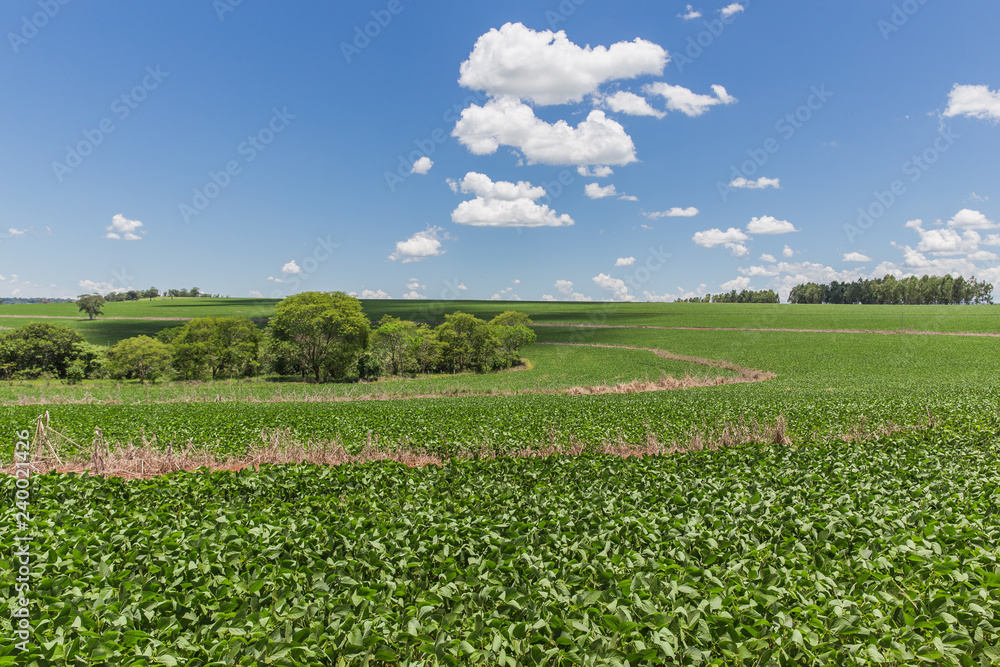 Large plantation soybean on sunny day in the Brazilian midwest. Large plantation soybean on sunny day in the Brazilian midwest.