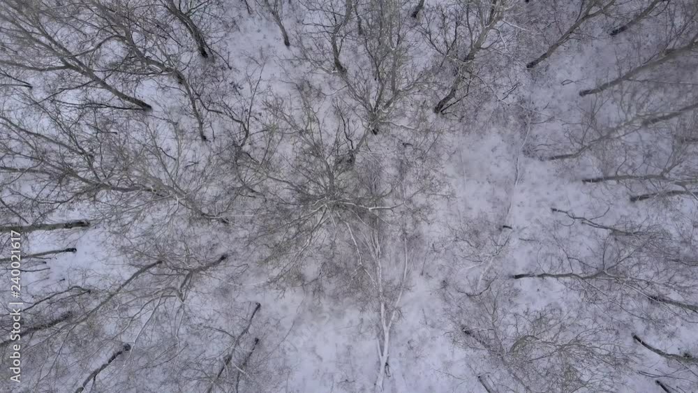 Snowy Woods Drone Snowy Woods Drone