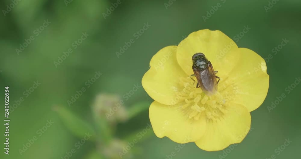hand hold shoot small bug on yellow flower in summer garden hand hold shoot small bug on yellow flower in summer garden