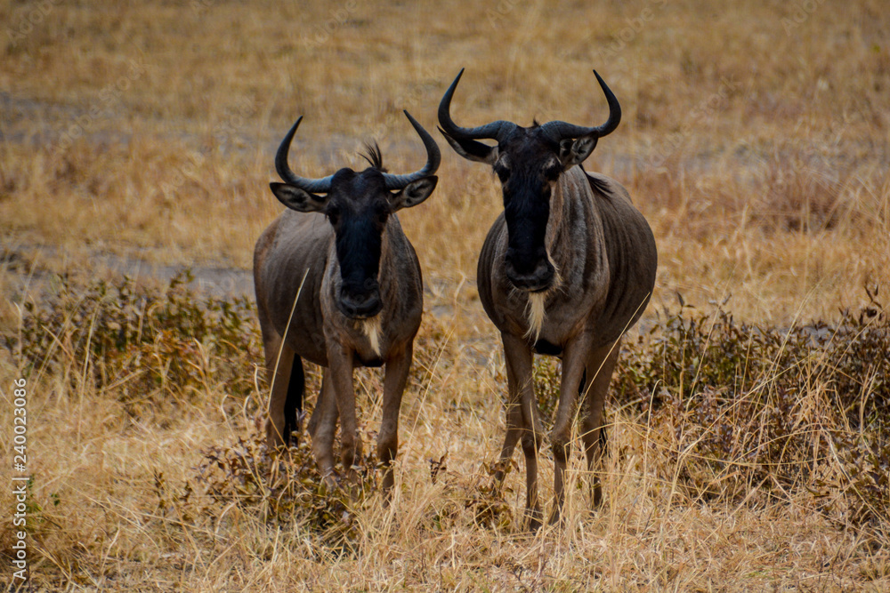 A pair of wildebeests gazing directly in Tarangire National Park Tanzania A pair of wildebeests gazing directly in Tarangire National Park Tanzania