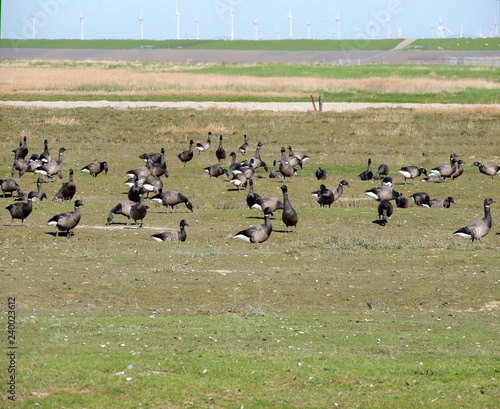 Black geese colony, Branta bernicla, on North Sea in spring © Zanoza-Ru