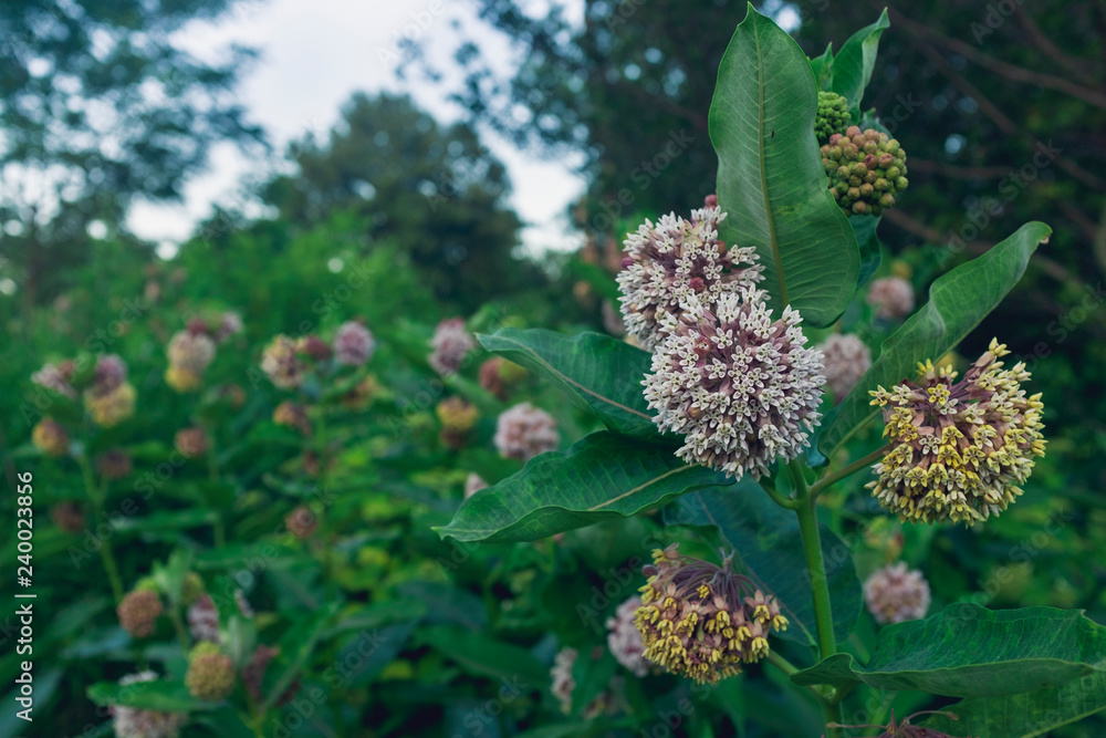 Εκτύπωση καμβά a group of milkweed flowers blooming in the summer