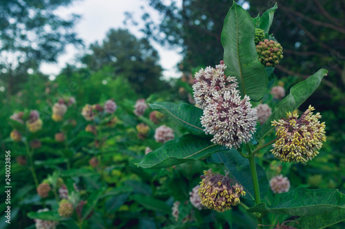 a group of milkweed flowers blooming in the summer