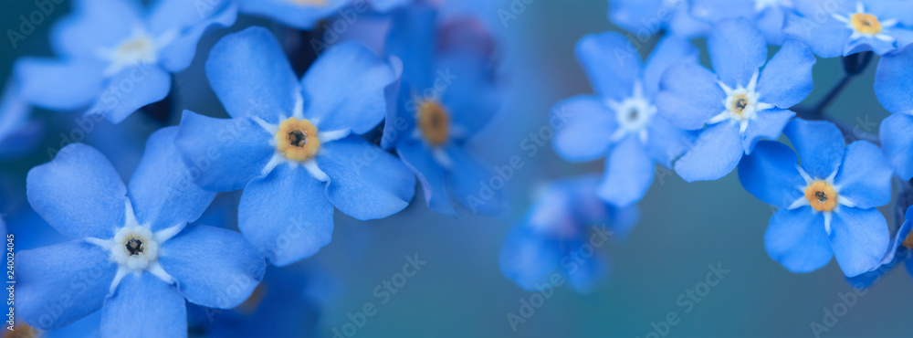 banner spring background forget-me-not flowers banner spring background forget-me-not flowers