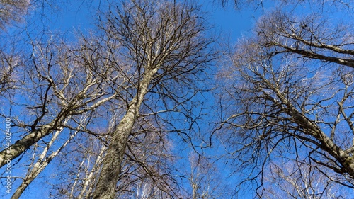 Treetops view ftom below upwards, Sochi, Russia.