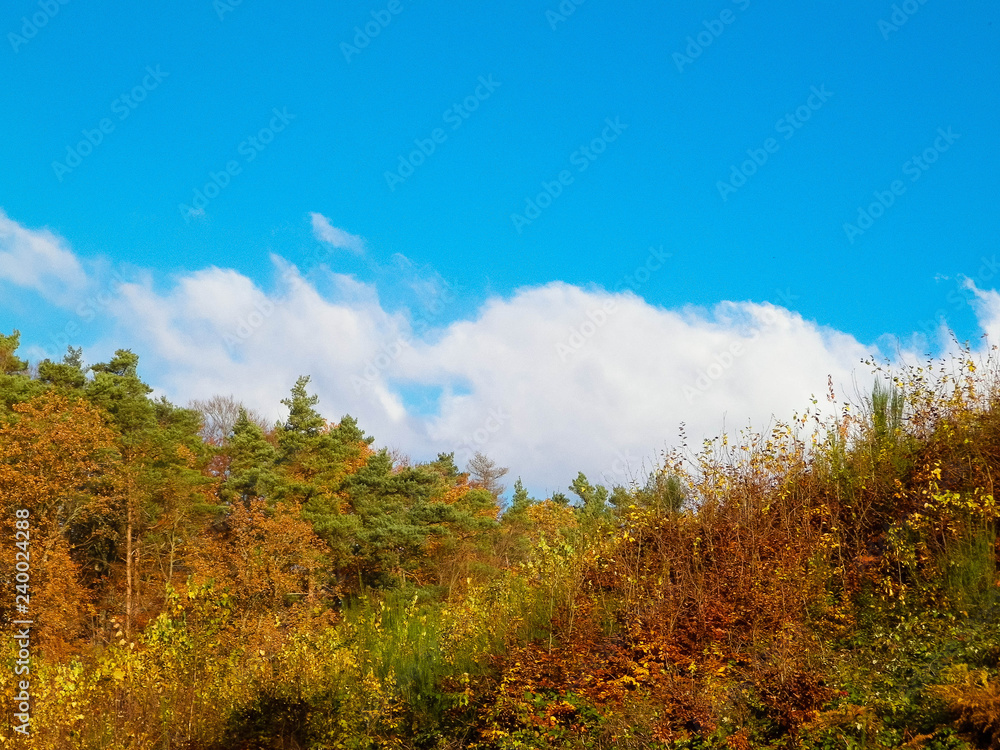 Autumnal trees on blue sky background.