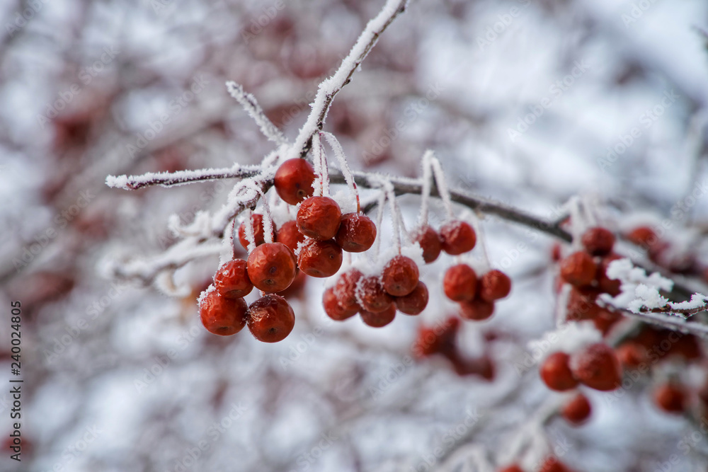 Snow-covered clusters of small wild apples Snow-covered clusters of small wild apples