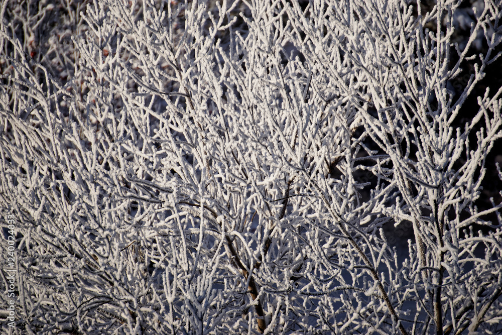 Snow-covered tree branches in a winter park. Frosty sunny day Snow-covered tree branches in a winter park. Frosty sunny day