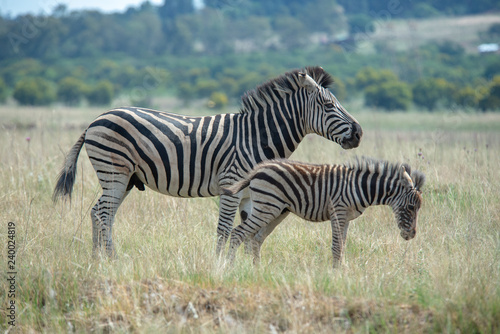 Zebra parent and child. © Jurie