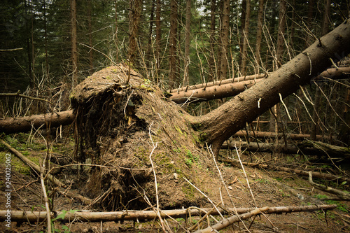 Broken pine-tree in the deep forest.