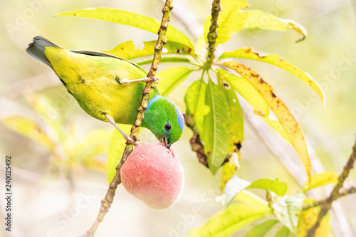 Clorofonia dai sopraccigli dorati, Golden-browen Chlorophonia photo