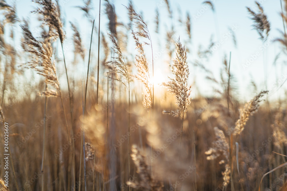 Fototapeta premium Reed at Szkarpawa River in Winter