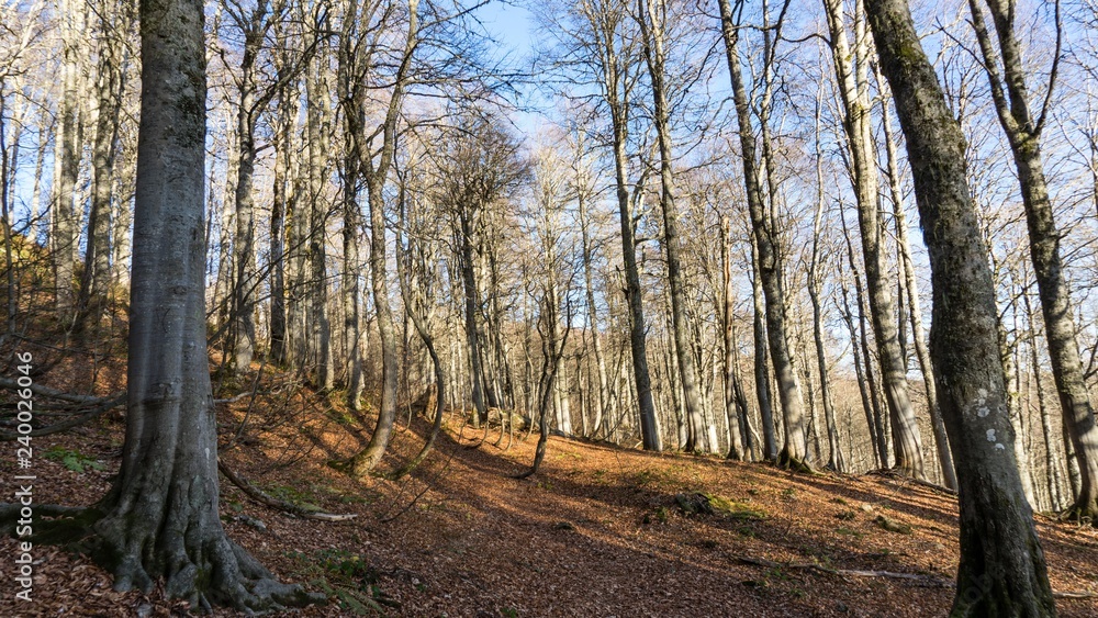 Beautiful autumn forest. Krasnaya Polyana, Russia. Beautiful autumn forest. Krasnaya Polyana, Russia.