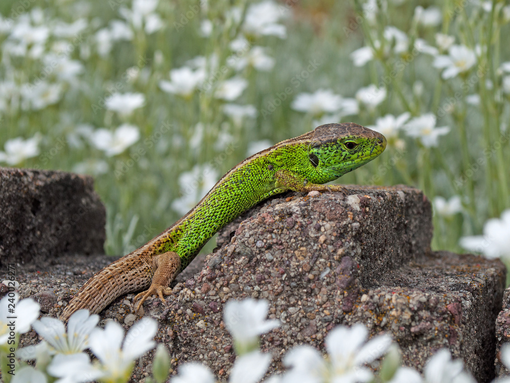 Männliche Zauneidechse, Lacerta agilis Männliche Zauneidechse, Lacerta agilis