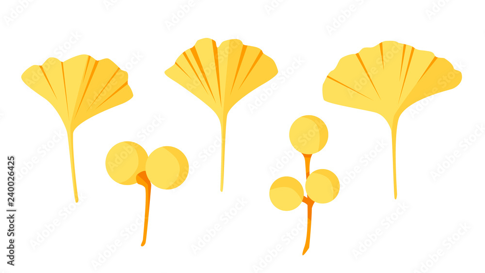 Alternative plant - ginkgo biloba leaves and berries. Vector set in flat style.