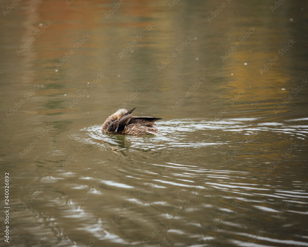 Fototapeta premium duck in the water