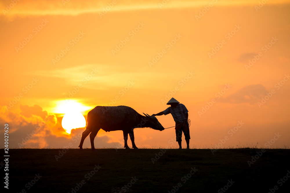 Thai buffalo with farmer Thai buffalo with farmer