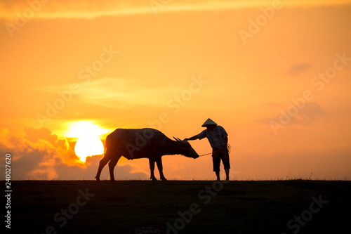 Thai buffalo with farmer