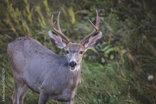 deer in the forest