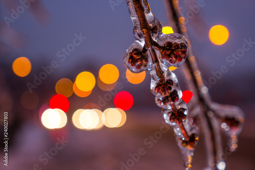 Ice-coated twigs and buds after storrm in Montreal, winter at night with blurred background lights photo