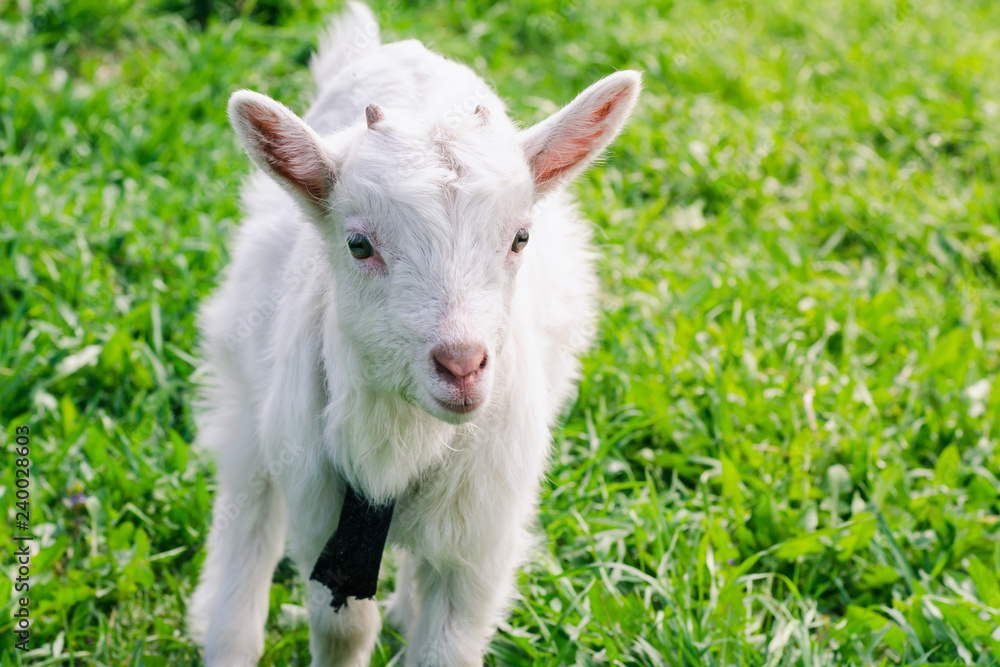 A small white horned goatling walks across a green summer field close-up A small white horned goatling walks across a green summer field close-up