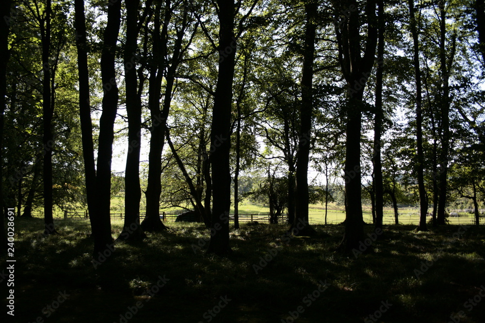 Fototapeta premium france loire chartre 