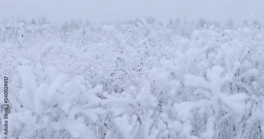 Snow blanket Snow blanket