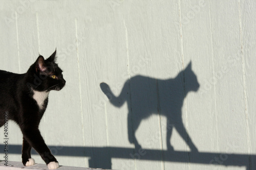 A black and white cat walking on a railing throws a shadow 