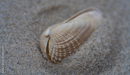 Weiße Bohrmuschel im Sand