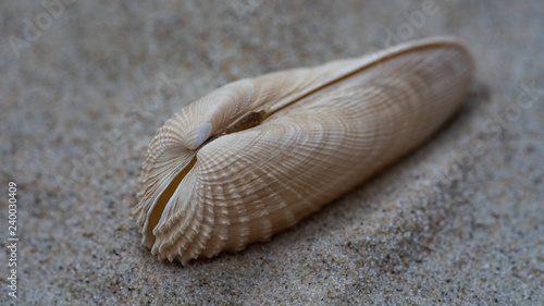 Weiße Bohrmuschel im Sand