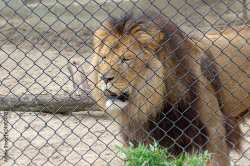 Lion in prison