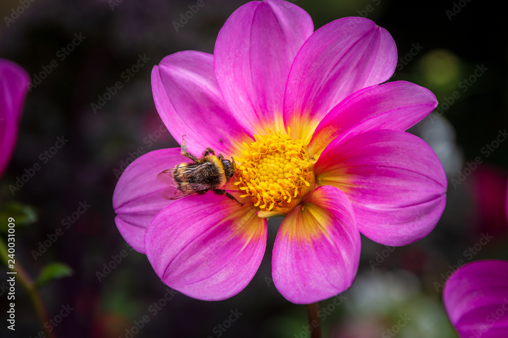 Bien auf Blume Bien auf Blume